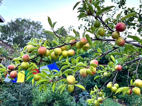 Here comes the fruit, it is about to harvest time
