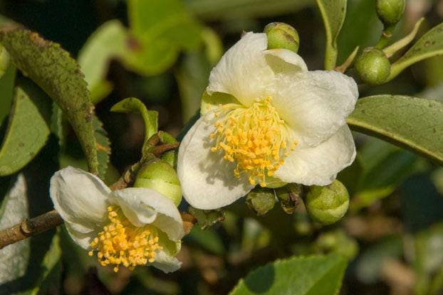Camellia sinensis (L.) Kuntze | Plants of the World Online | Kew Science
