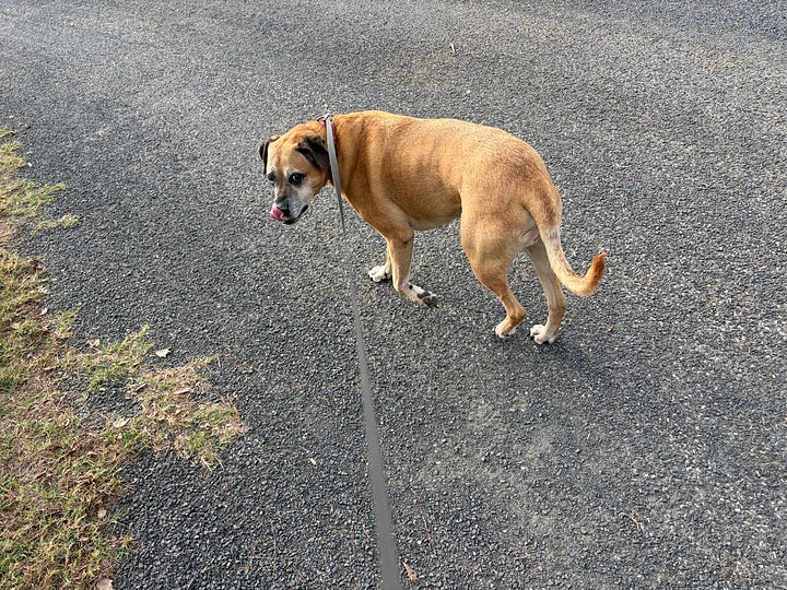 photos of Bear and Buttercup walking on leashes.