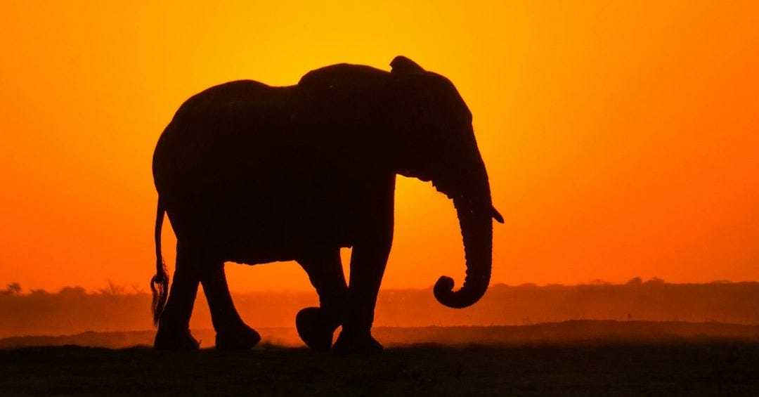 silhouette of elephant walking on brown field during sunset silhouette of elephant walking on brown field during sunset