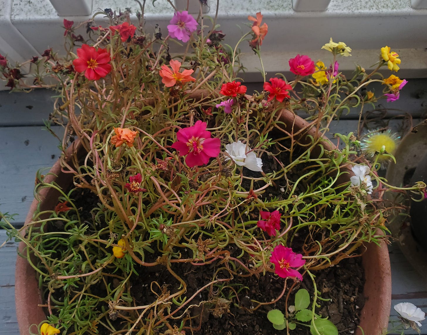 A round pot full of Portulaca in many colors: red, peach, pink, white, yellow