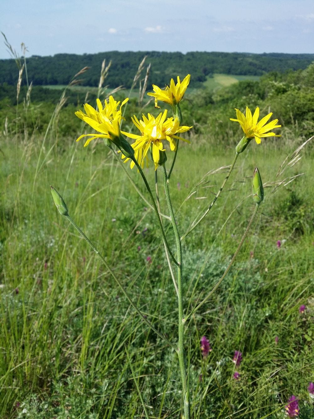 Scorzonera hispanica [Stefan Lefnaer, 2021] sml.jpg