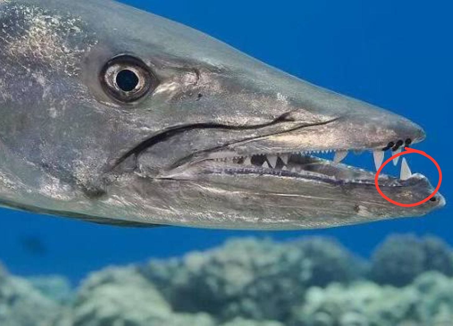 Close-up of a great barracuda's head in profile, jaws open showing rows of pointed teeth. A red circle marks two long fangs protruding at the tip of the lower jaw. Close-up of a great barracuda's head in profile, jaws open showing rows of pointed teeth. A red circle marks two long fangs protruding at the tip of the lower jaw.