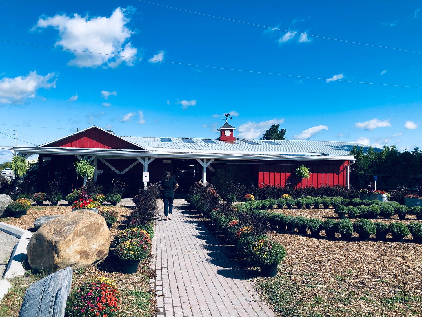 The front walk up to Reesor's Farm Store. An interlocking brick walkway is bordered by well tended shrubs and decorative rocks. The path leads to a low, red, barn-like building that is quite broad. It's topped with a small belfry and a weather vane. The front walk up to Reesor's Farm Store. An interlocking brick walkway is bordered by well tended shrubs and decorative rocks. The path leads to a low, red, barn-like building that is quite broad. It's topped with a small belfry and a weather vane.