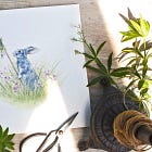 When St. Barnabas smiles both night and day, / Poor ragged robin blooms in the hay 