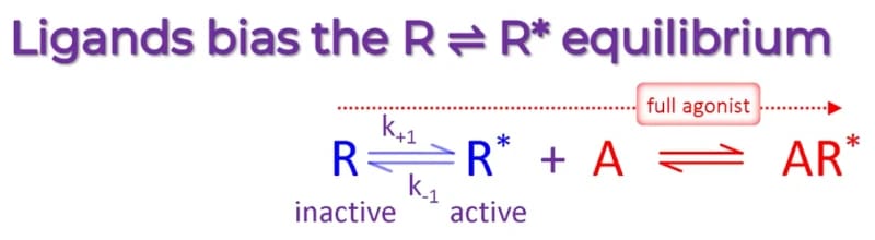 A graphic titled "Ligands bias the R⇌R*  equilibrium." Two arrows link R and R*, one to each, with k₊₁ and k₋₁ labels. Addition of a ligand A on the right drives the reaction in that direction, as shown by a  red arrow.