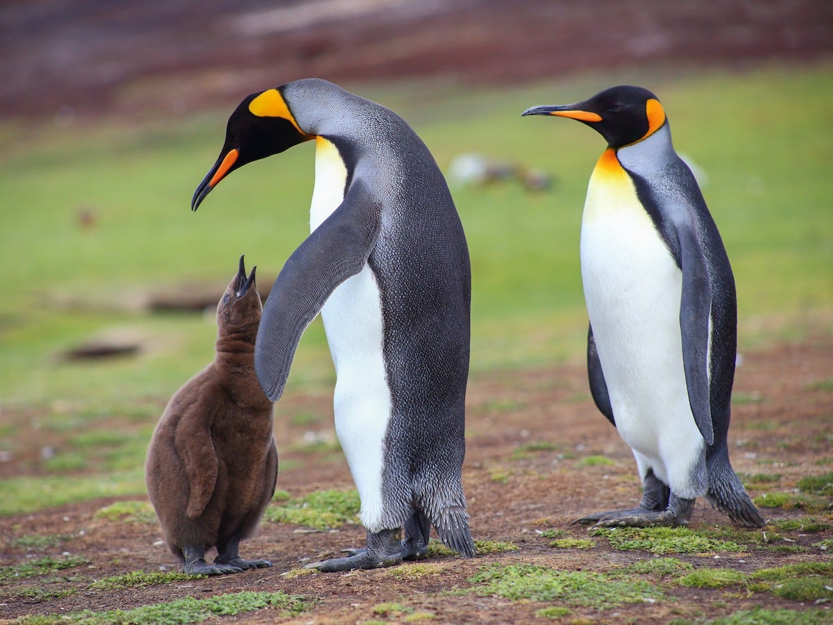 King Penguin - eBird King Penguin - eBird