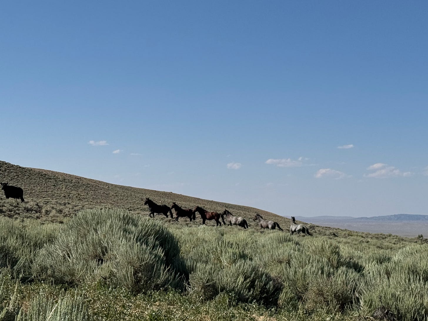 Six (or is it seven?) stallions bunched together heading up a sage-covered slope. Another is out of view, as are most of the cattle also present at the watering hole. In the distance, nothing at all.
