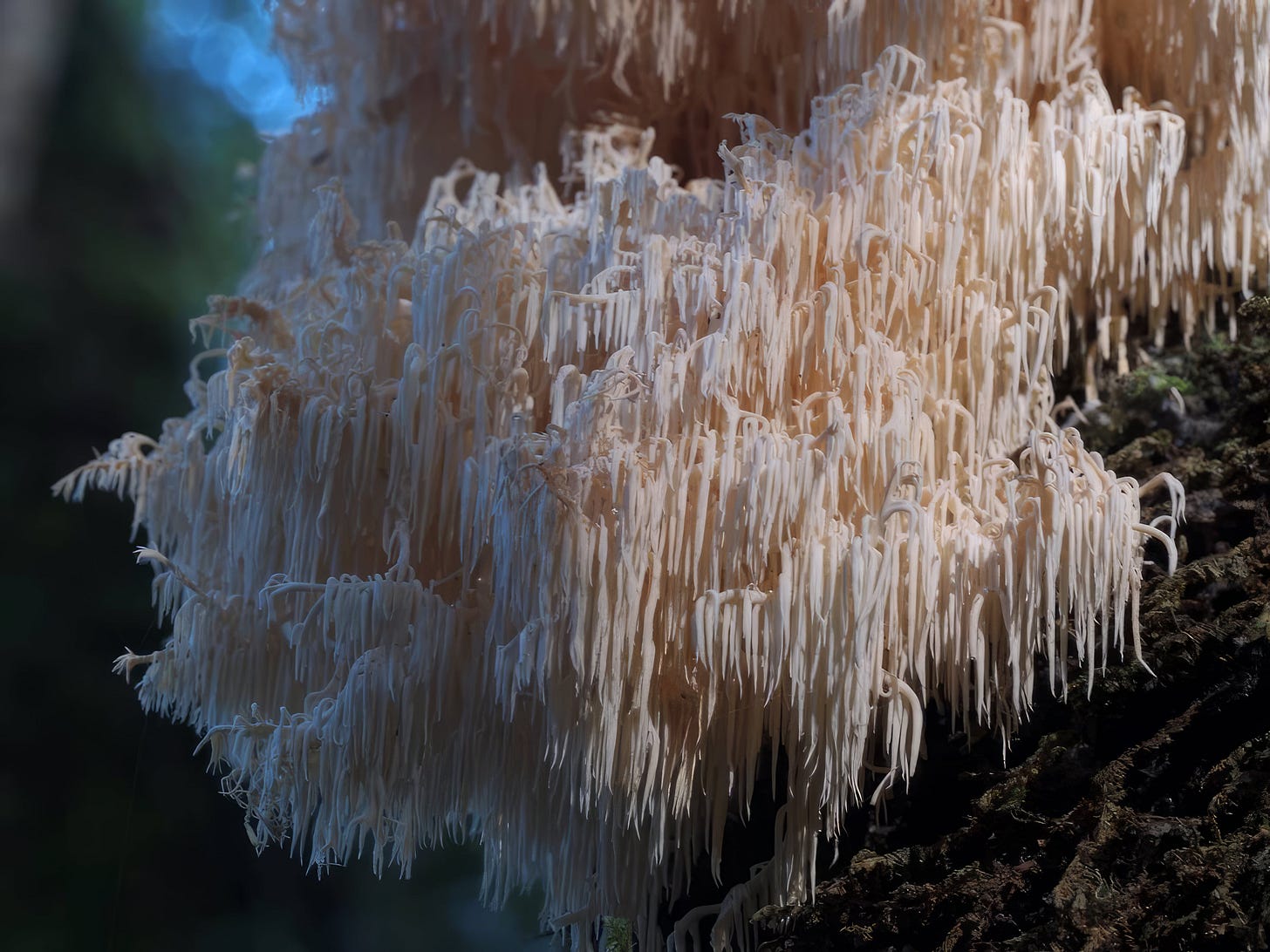 Hericium novae-zelandiae 