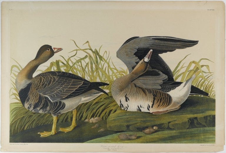 Audubon's illustration of two geese.