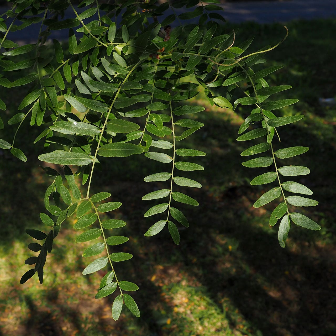 Honey Locust Leaf Venation