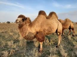 FAO implementing project to protect Bactrian camel in Iran - Tehran Times