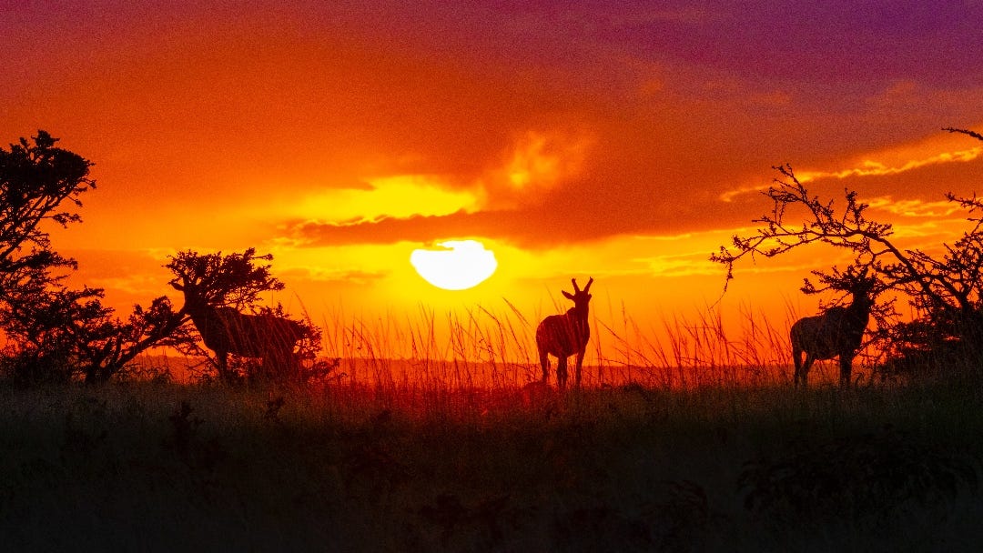 Global wildlife populations declined almost 70% in less than half a century
