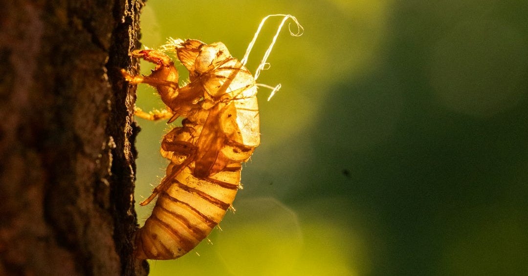 A bug crawling on the side of a tree A bug crawling on the side of a tree