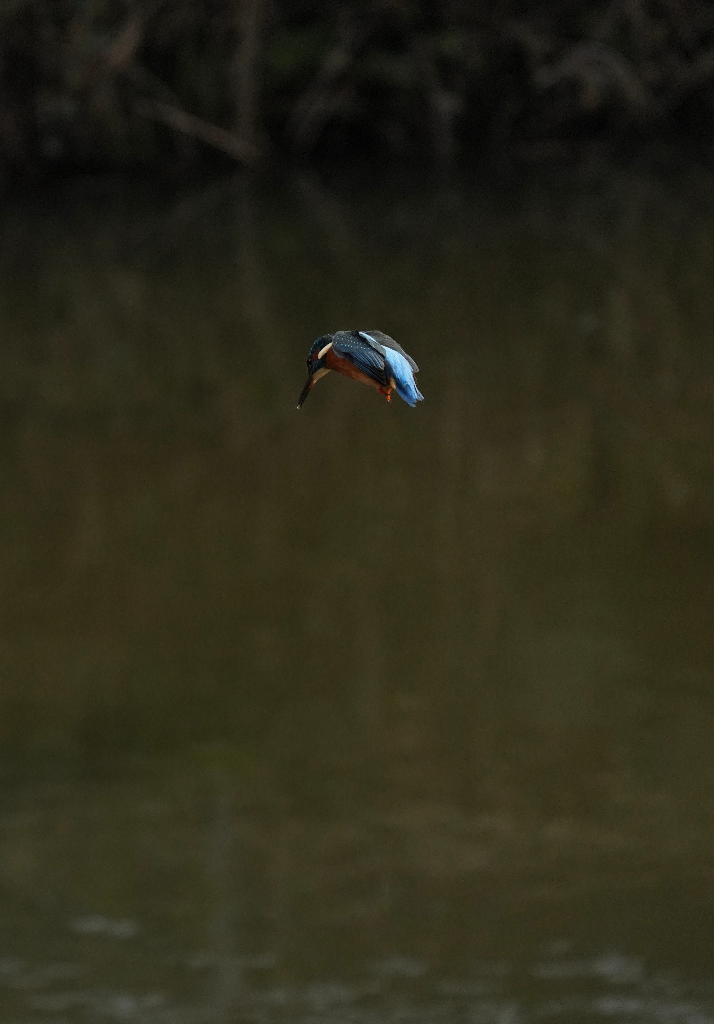 kingfisher alcedo atthis kingfisher alcedo atthis