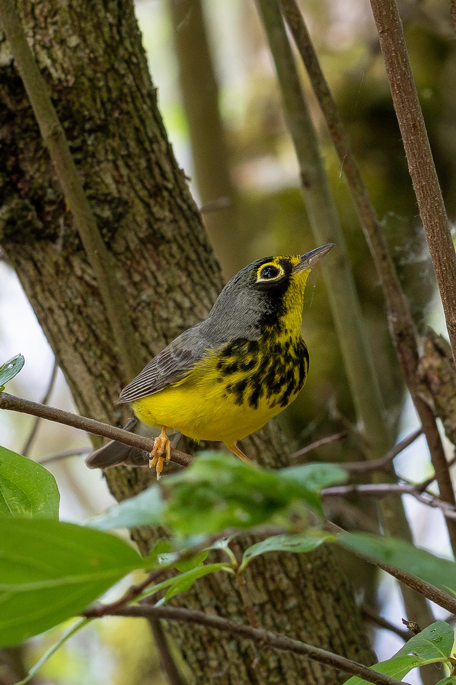 A tiny bird is perched, looking up, on a leafy branch in front of some trees on a sunny spring day. The bird is tiny, gray on its back and wings, bright yellow on its underside with a distinctive band of dark streaks on its chest and a bright yellow eyering. 