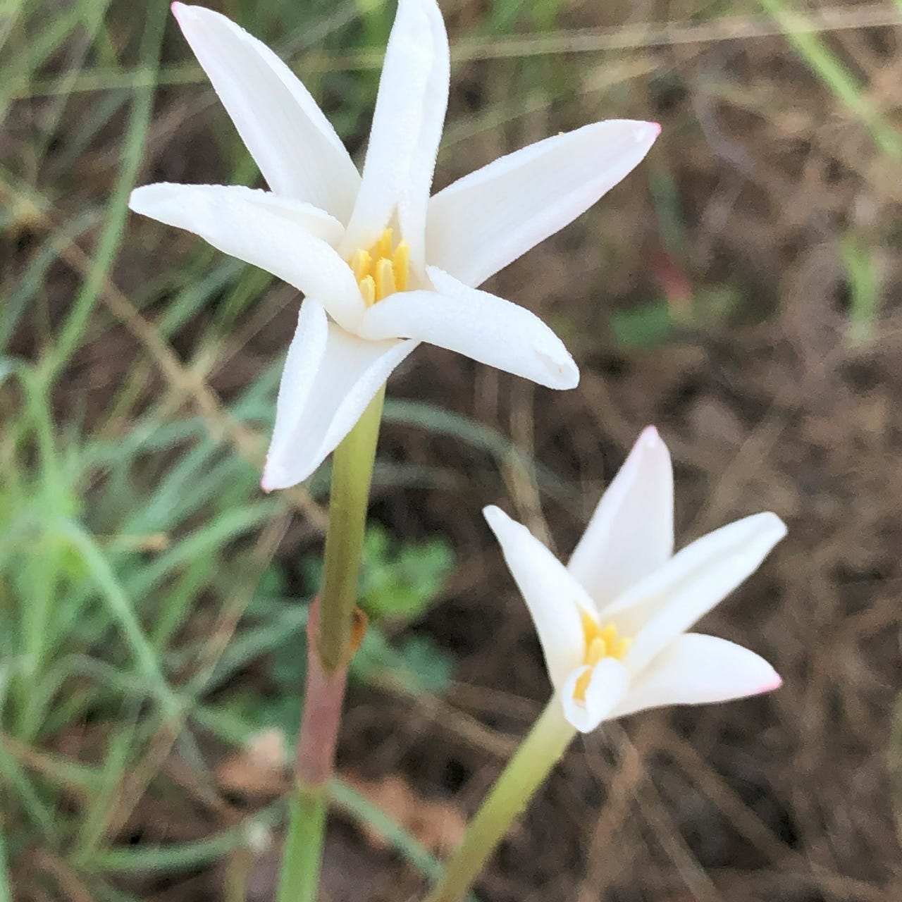 Rain Lilies logo