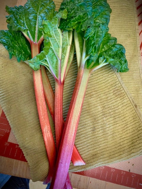 four stalks of fresh rhubarb on a tea towl on a kitchen counter