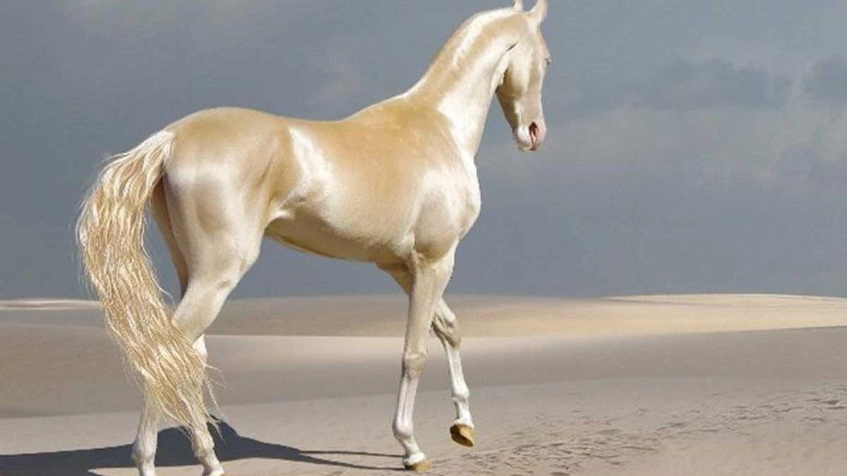 Akhal-teke turkmenistan COWGIRL Magazine