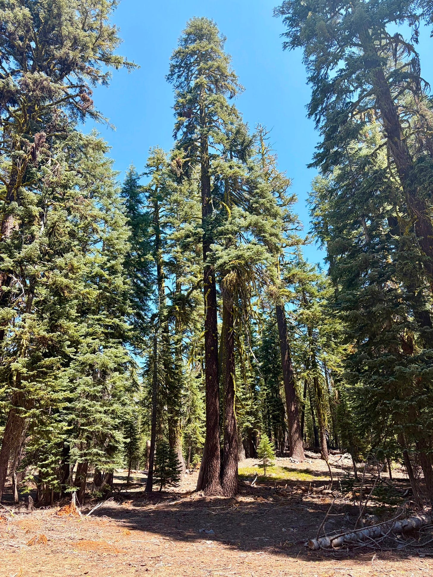 Christina's favorite tree in the telos portal at the lower sand flats of mount shasta california
