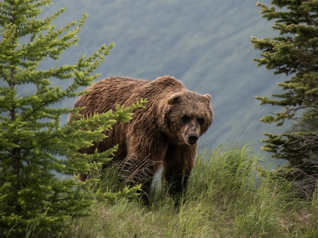 brown bear on green tree during daytime