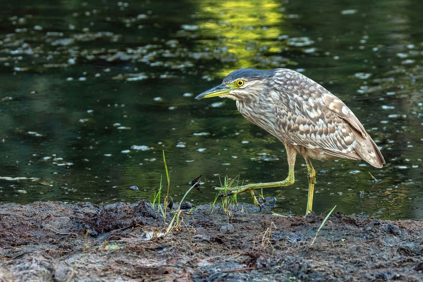 A young striated heron--a stripey baby birb--taking a step near water.
