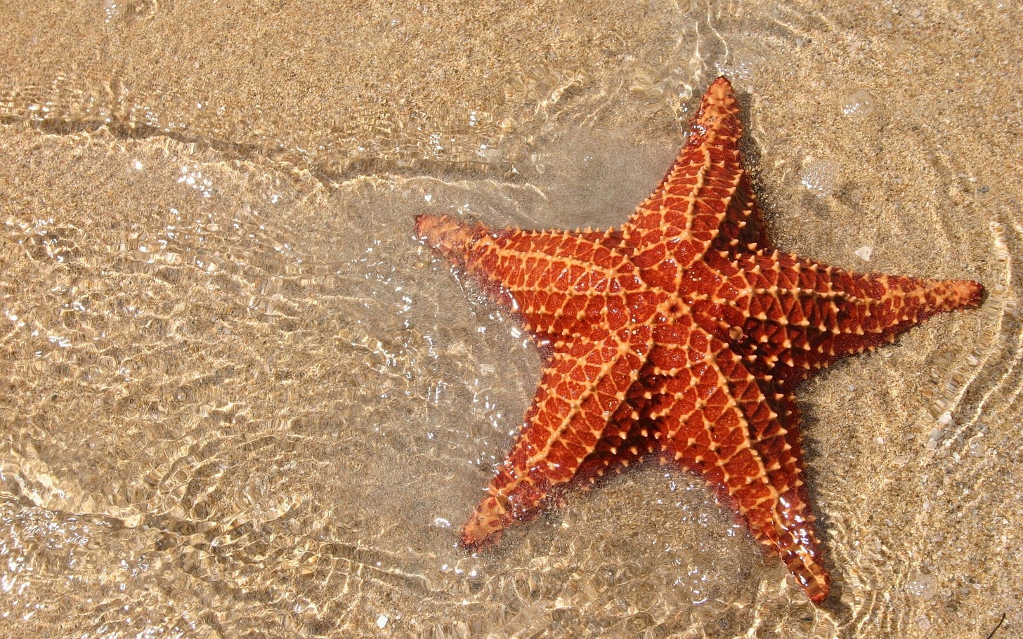 The Tale of the Starfish — The Starfish Foundation The Tale of the Starfish — The Starfish Foundation