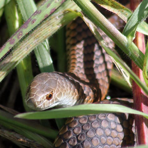 Images of animal behaviour such as swarming bees, snakes, insects and frogs can be a guide to gardening activities