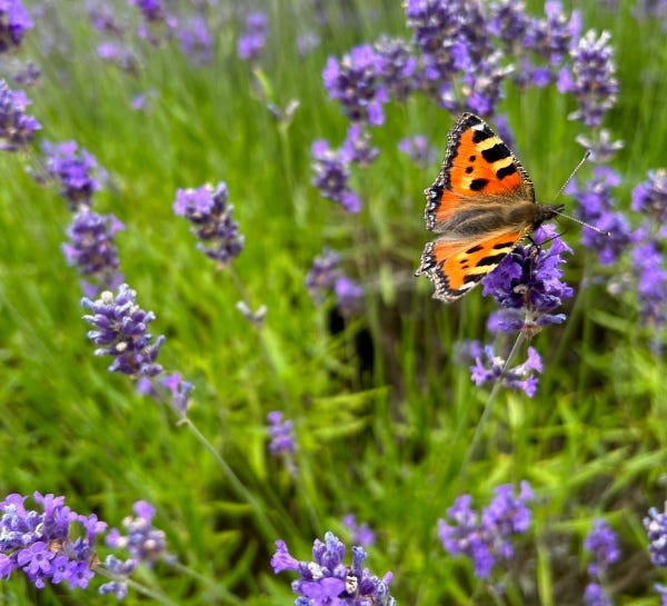 Flowers of lavender and leaves of rosemary