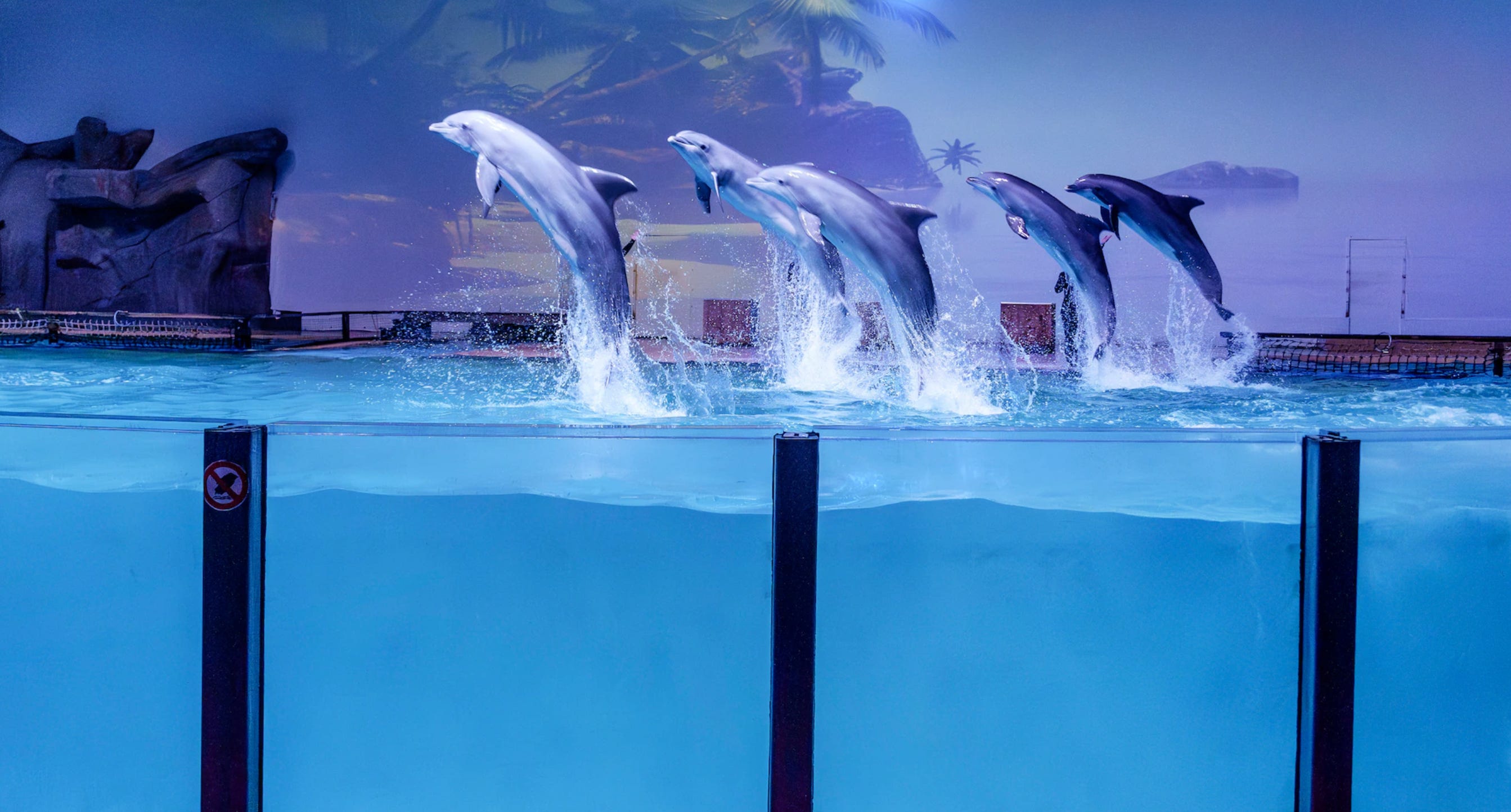 De opkomst en neergang van dolfinaria - by Erwin Taets, image size:2686x1444