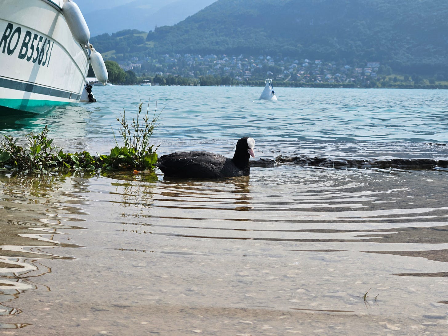 A little bird sits on the edge of Lake Annecy