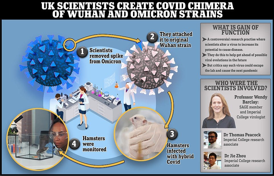 Hamsters were infected with mutant viruses, blends of the original Wuhan strain and parts of either Omicron or Delta. Critics of the research, carried out by Imperial College London, called it 'insanity' and warned the lab trials could, in theory, unleash a new viral threat. Twenty scientists were involved in the project, including one who sits on the Government's advisory panel SAGE