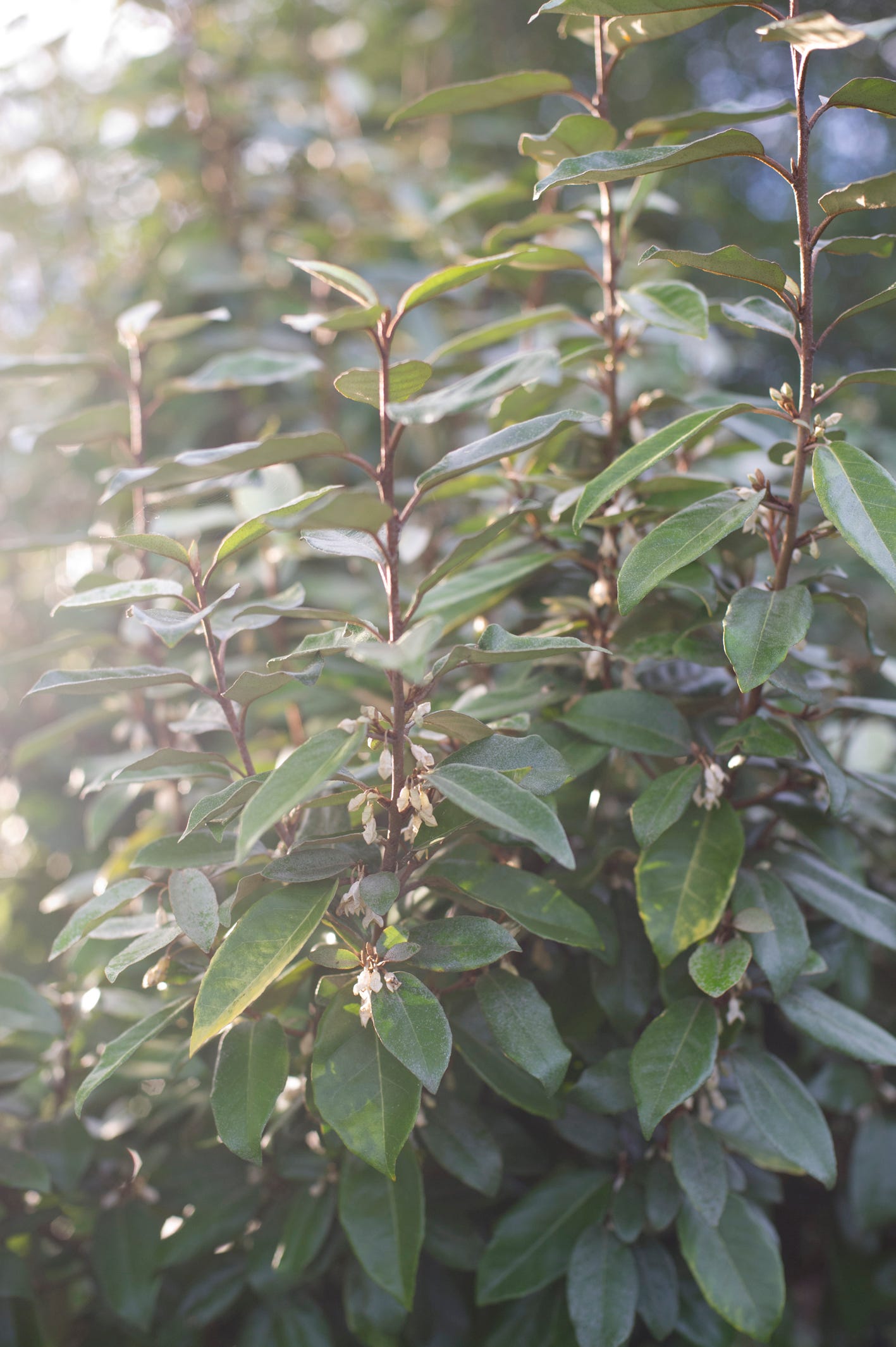 Elaeagnus ebbingi