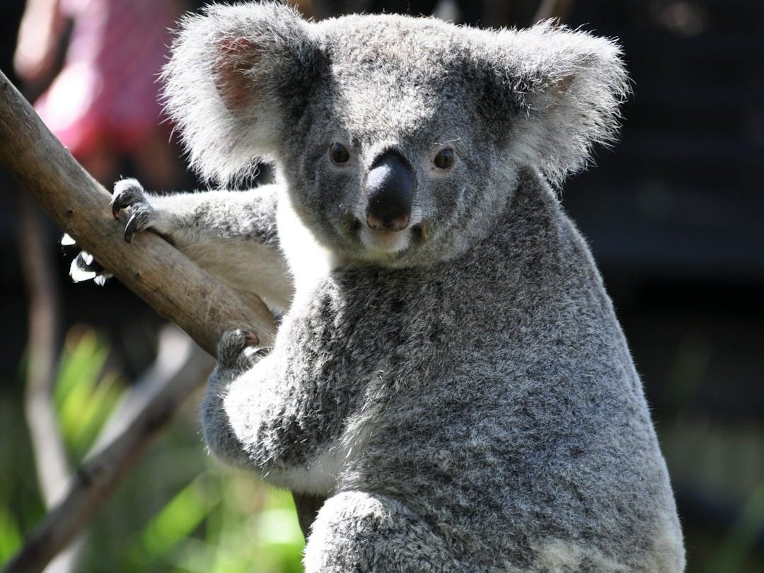 koala on tree branch during daytime koala on tree branch during daytime