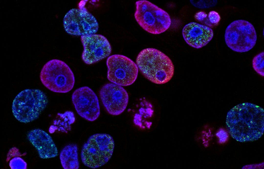 purple cells purple cells