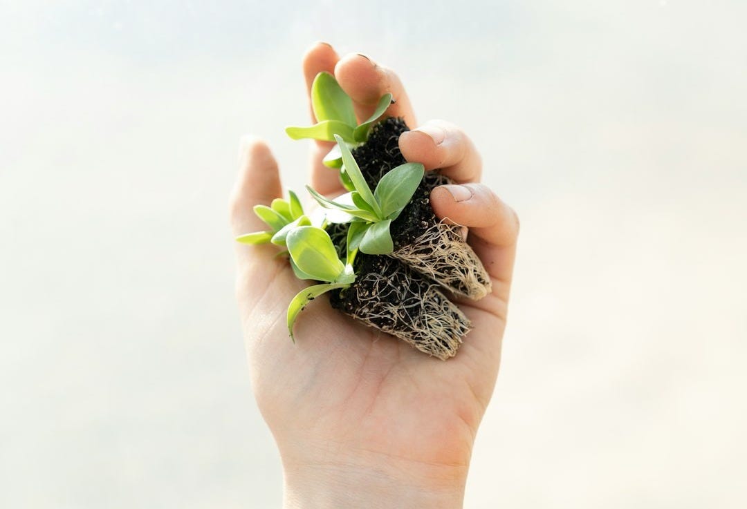 green succulent plant in black and white ceramic pot