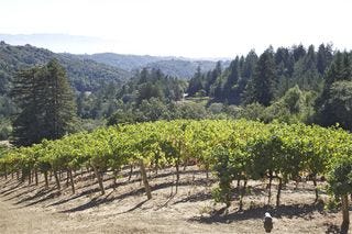 A - Mount Veeder vines A - Mount Veeder vines