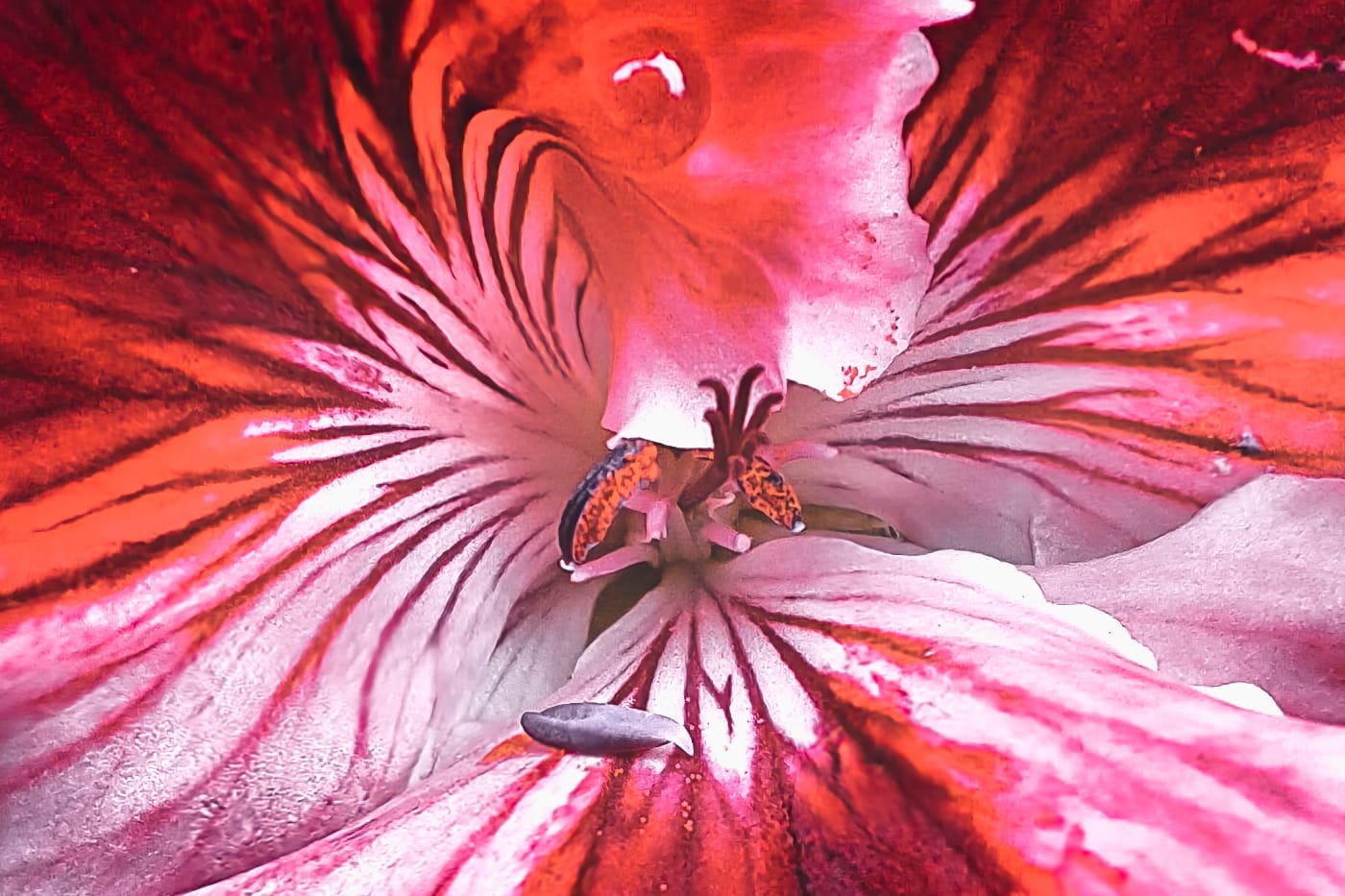 geranium flower close up