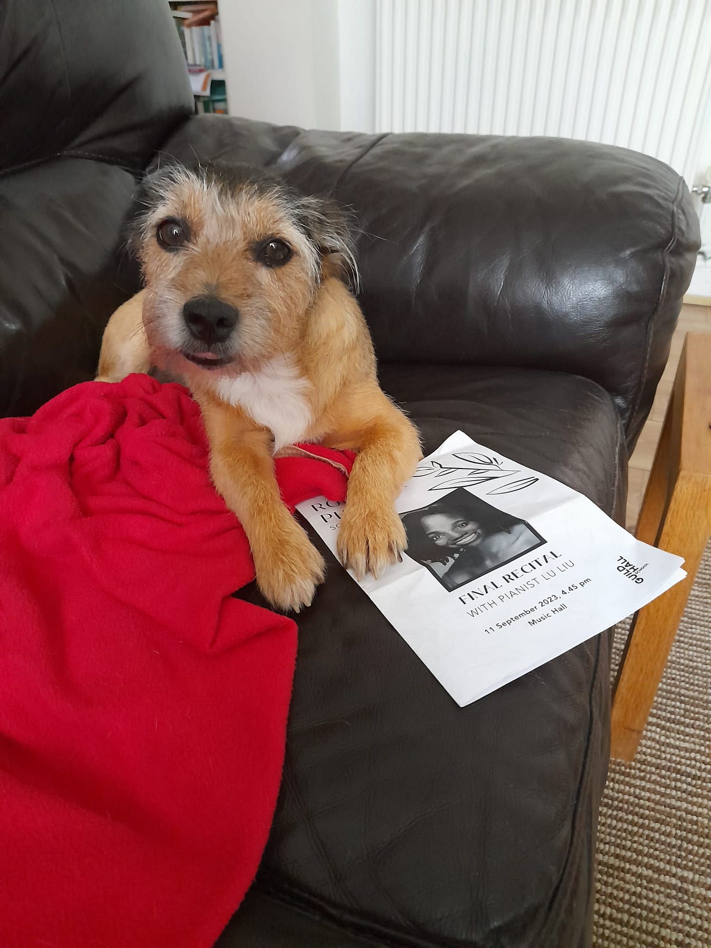 Nesta, a small brown terrier is lying on a brown leather sofa with his paw on a pamphlet with a picture of a Black woman on it