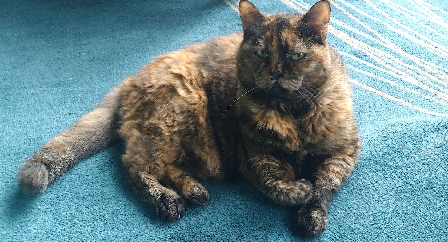 Dagmar, a tortoiseshell cat with a mix of black, brown, and orange fur lounges on a soft blue rug. Dagmar, a tortoiseshell cat with a mix of black, brown, and orange fur lounges on a soft blue rug.