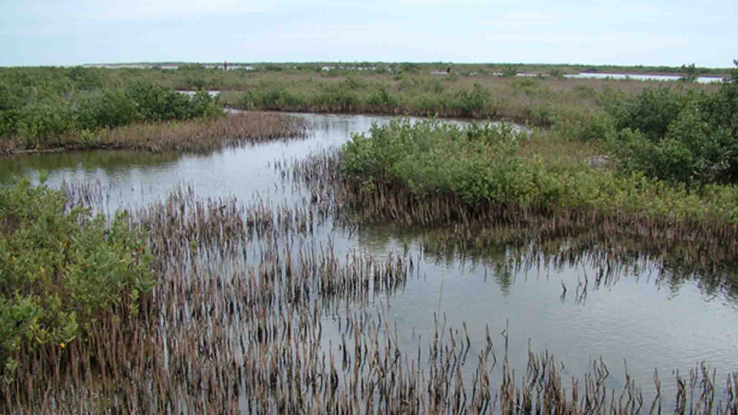 Delta Marshlands in Venice, Louisiana.