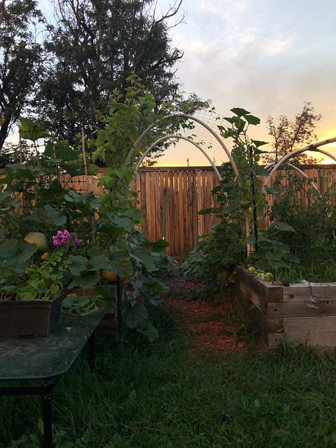 Garden with trellis and green plants at dusk in Colorado