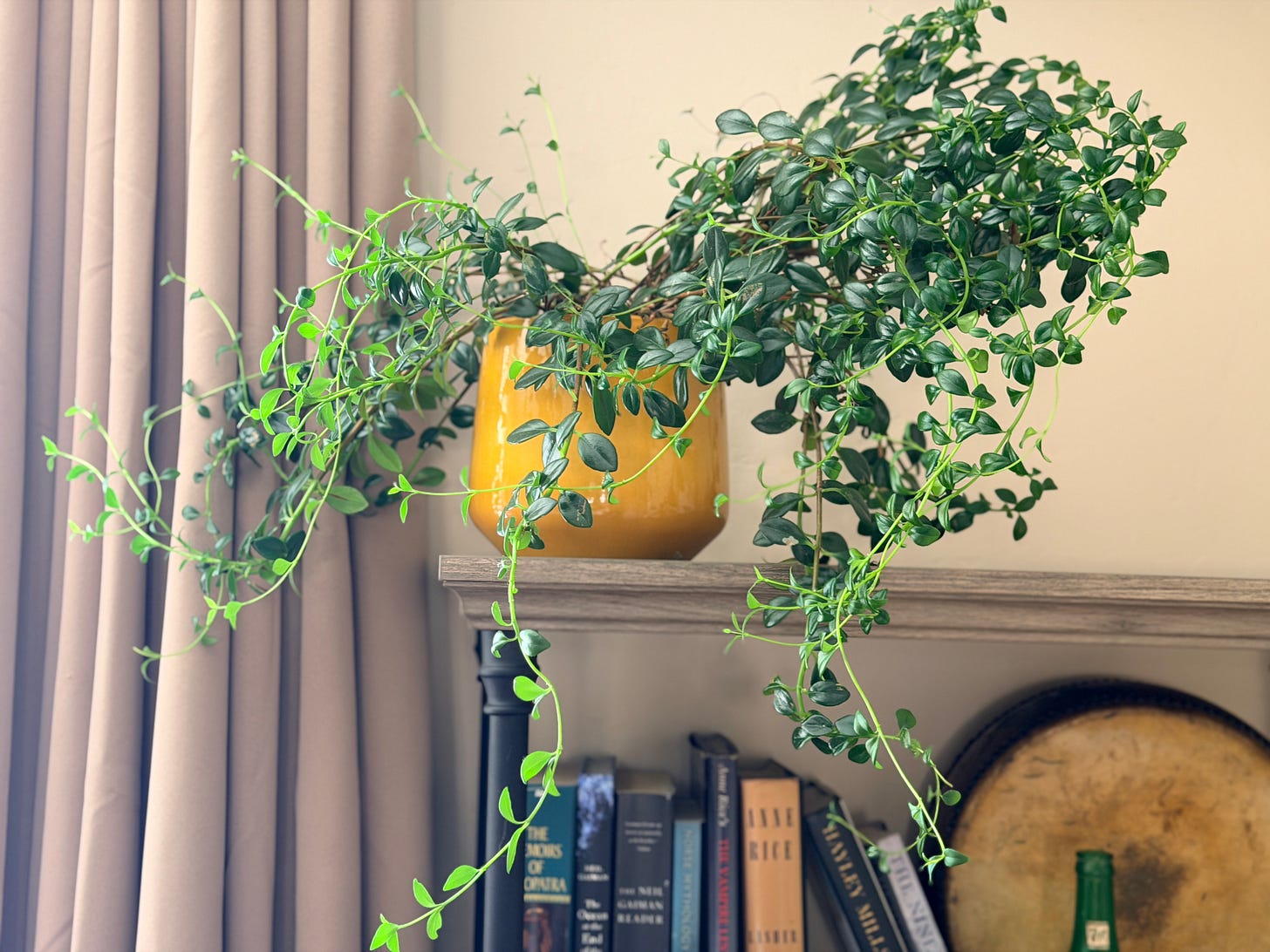 Trailing green houseplant with long cascading vines spilling from a mustard-yellow ceramic pot on a wooden shelf. Books, a round decorative tray, and soft beige curtains create a warm, cozy indoor backdrop. Trailing green houseplant with long cascading vines spilling from a mustard-yellow ceramic pot on a wooden shelf. Books, a round decorative tray, and soft beige curtains create a warm, cozy indoor backdrop.