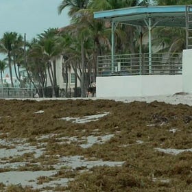 Kaufman Calls Special Workshop to Address Sargassum Issue