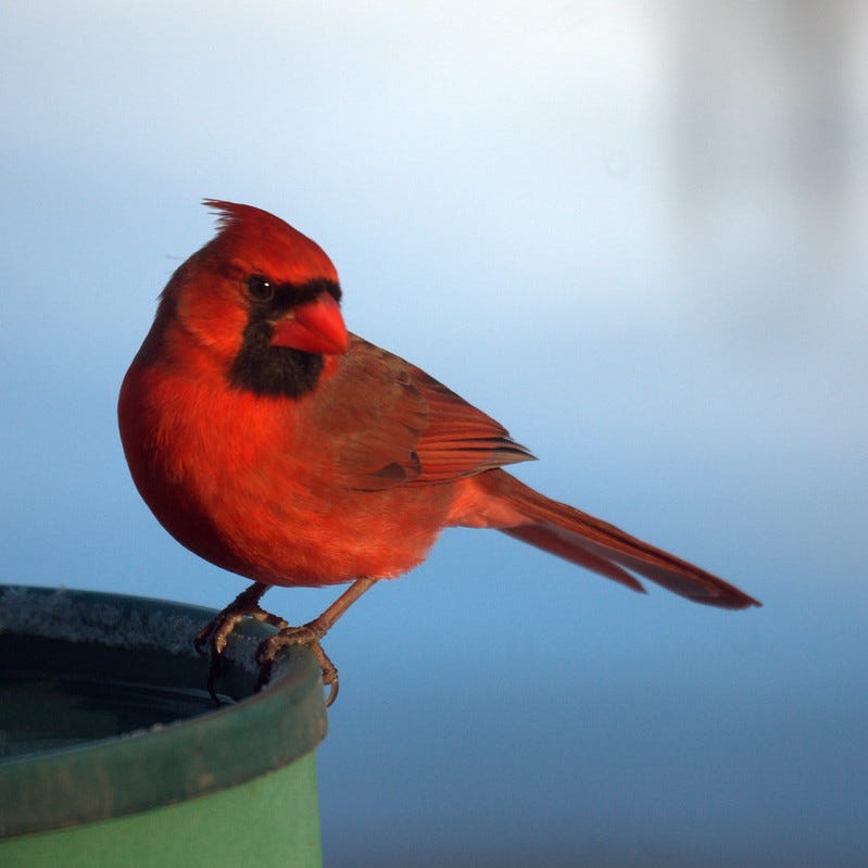 Photo of a bright red, male northern cardinal, perched at the edge of a bird bath