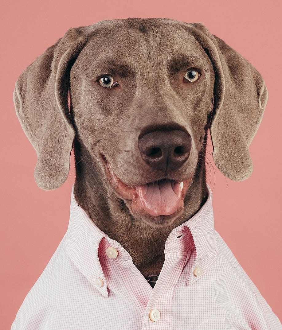 a brown dog wearing a white shirt and a pink background a brown dog wearing a white shirt and a pink background
