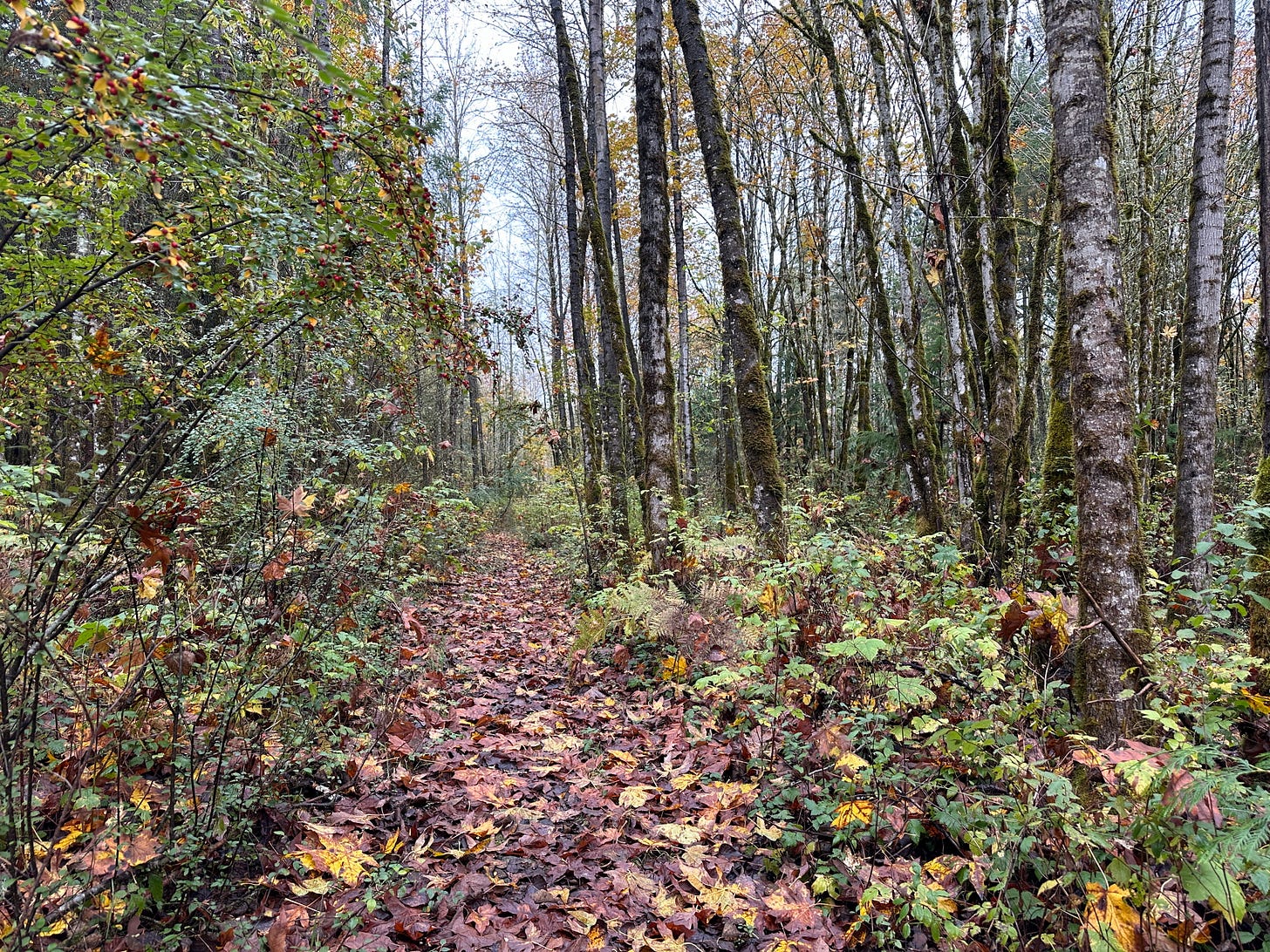 A leaf-covered trail in the forest in autumn. The trees on the right side of the trail are have few leaves left on them.