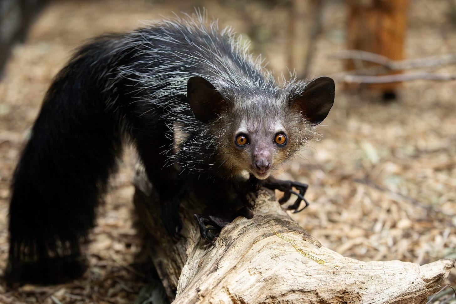 Aye-aye - Dublin Zoo