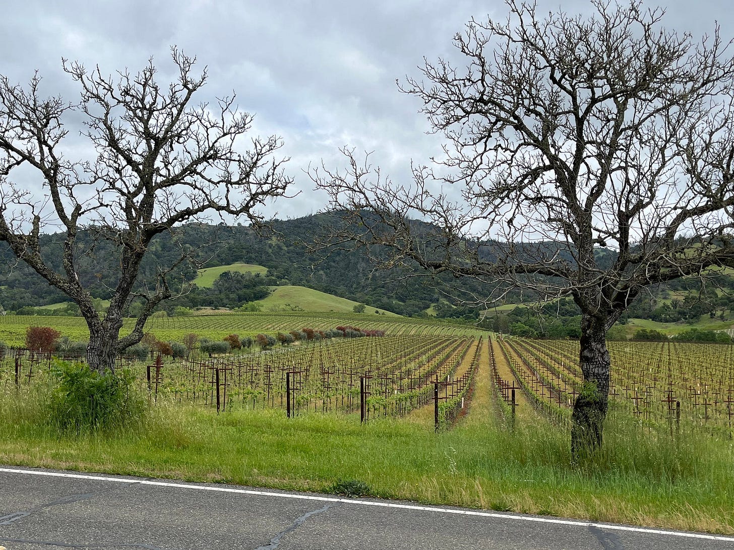 Rows of vineyards as seen beyond two striking trees