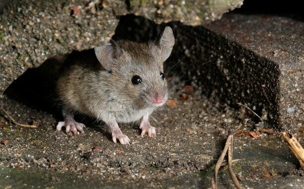 Mouse